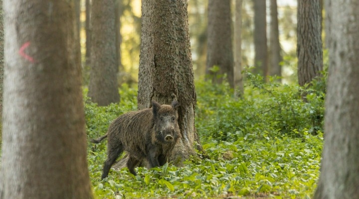 boar-gd450cfbce_1920.jpg